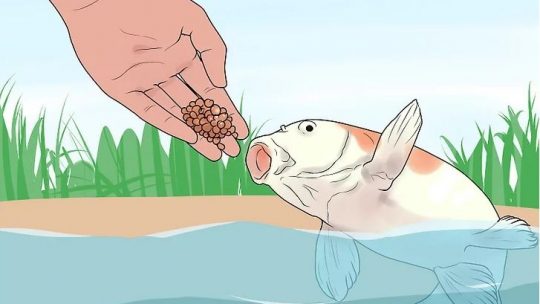 Mitos sobre alimentação e nutrição de peixes