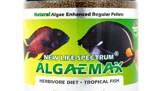 Qual a importância de uma dieta a base de algas marinhas para os peixes ornamentais?