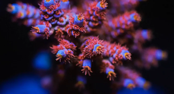 O uso do Boro e sua importância para os corais