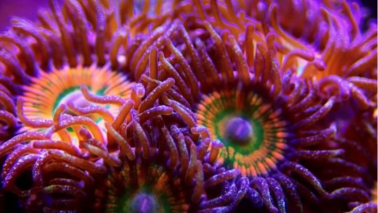 Zoopox ou Zoanthid Pox