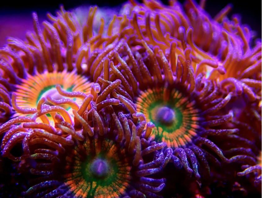 Zoopox ou Zoanthid Pox