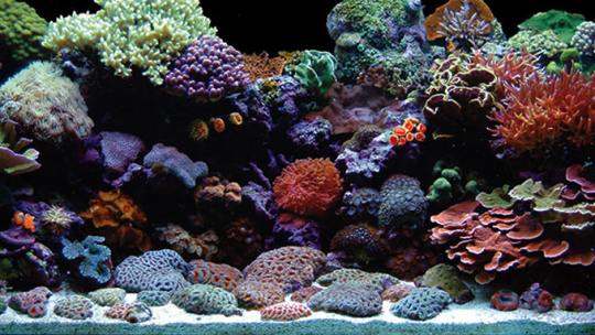 A IMPORTÂNCIA DE MONITORAR O pH  NO AQUÁRIO MARINHO DE RECIFES
