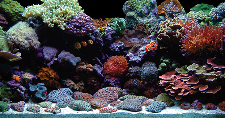 A IMPORTÂNCIA DE MONITORAR O pH  NO AQUÁRIO MARINHO DE RECIFES