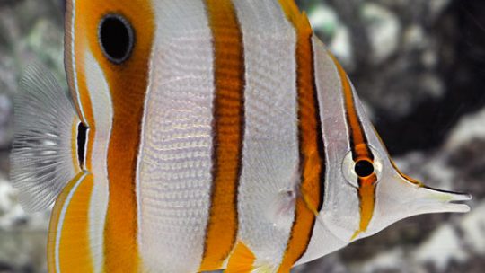 O peixe copperband come poliquetas?