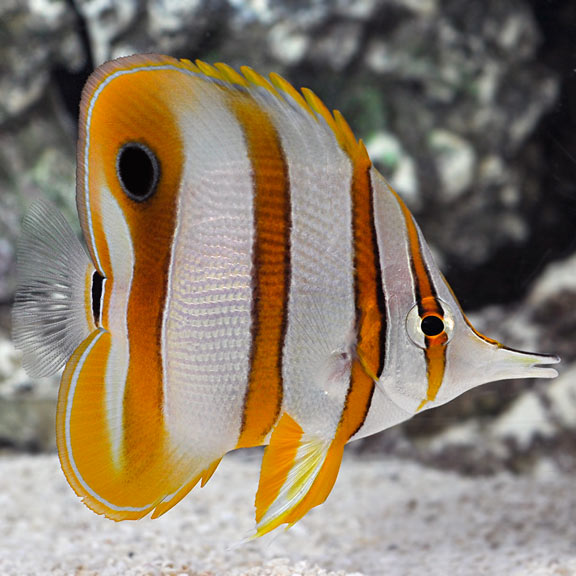 O peixe copperband come poliquetas?